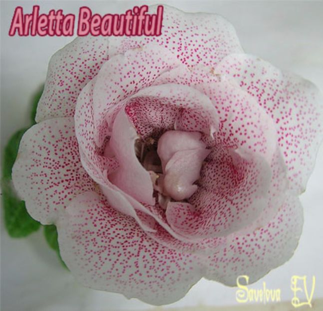 arletta-beautiful - Gloxinii pe care doresc sa le recuperez
