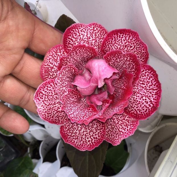 Double-Raspberry-Pearl  = gasita - Gloxinii pe care doresc sa le recuperez