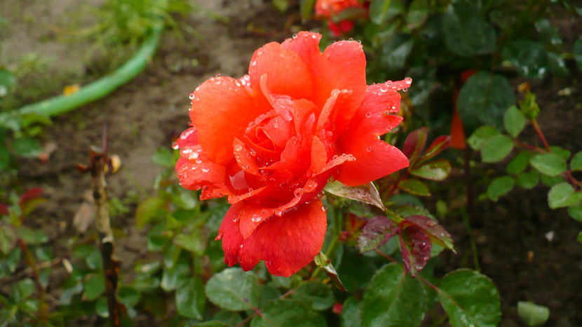 P1290122 - Trandafiri disponibili pentru schimb