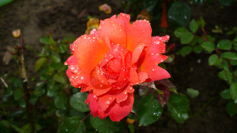 P1290123 - Trandafiri disponibili pentru schimb