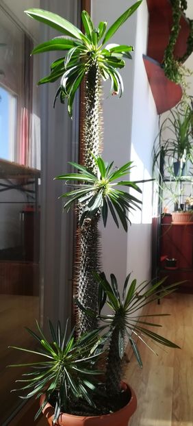 Pachypodium lamerei - Pachypodium