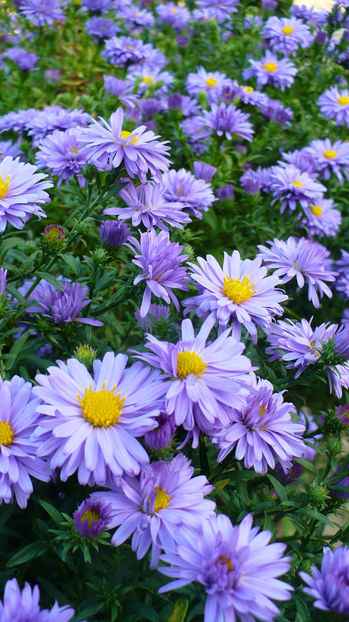 P1280925 - Plante perene 2017