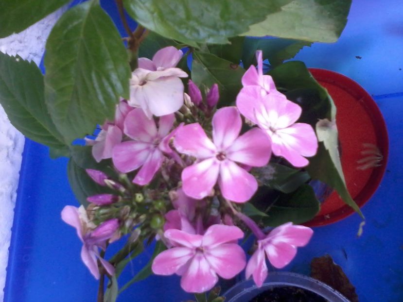 Fotografie-0014 - Flori din balcon