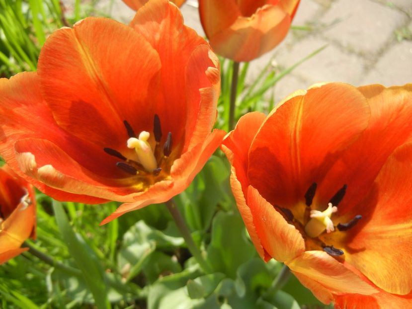 Tulipa Cairo (2017, April 16) - Tulipa Cairo