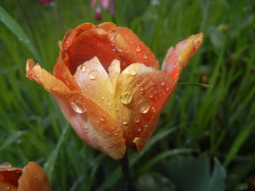 Tulipa Cairo (2017, April 20) - Tulipa Cairo