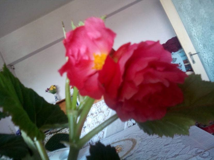  - Flori din balcon