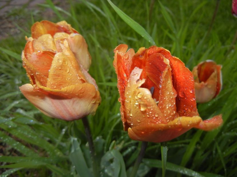 Tulipa Cairo (2017, April 20) - Tulipa Cairo