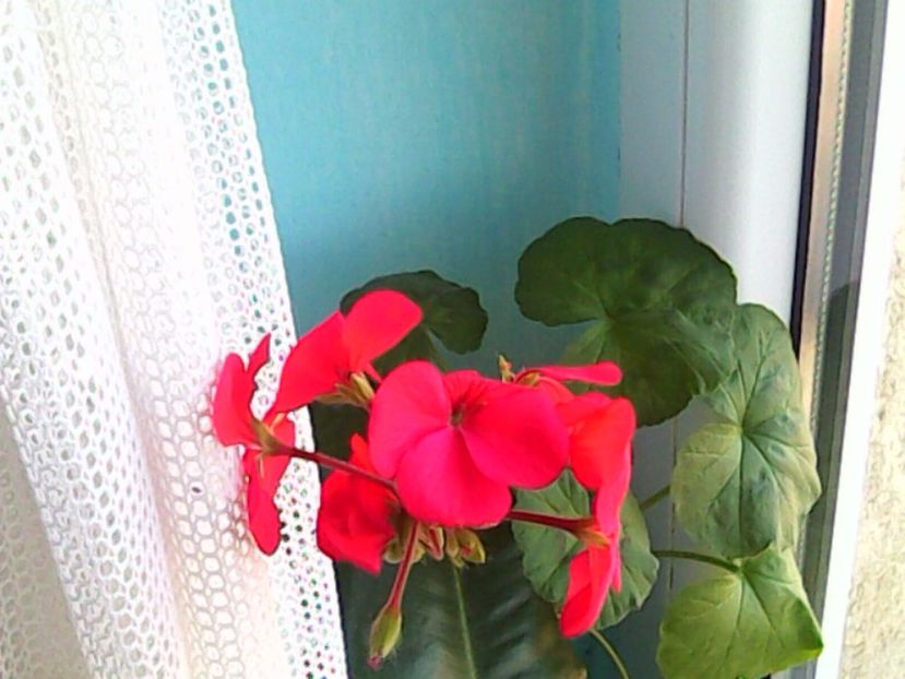 IMG0013A - Flori din balcon