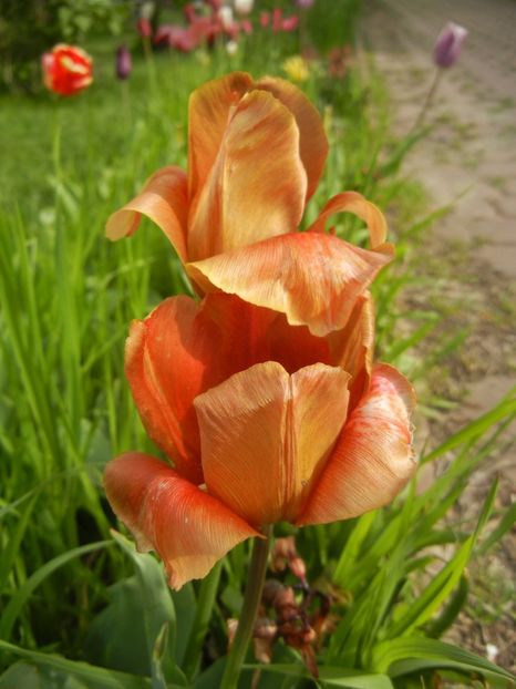 Tulipa Cairo (2017, April 21) - Tulipa Cairo