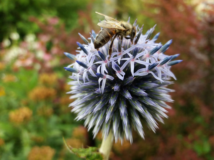 Picture 047 - Vara 2017