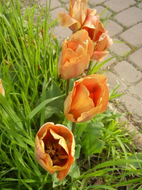 Tulipa Cairo (2017, April 21) - Tulipa Cairo