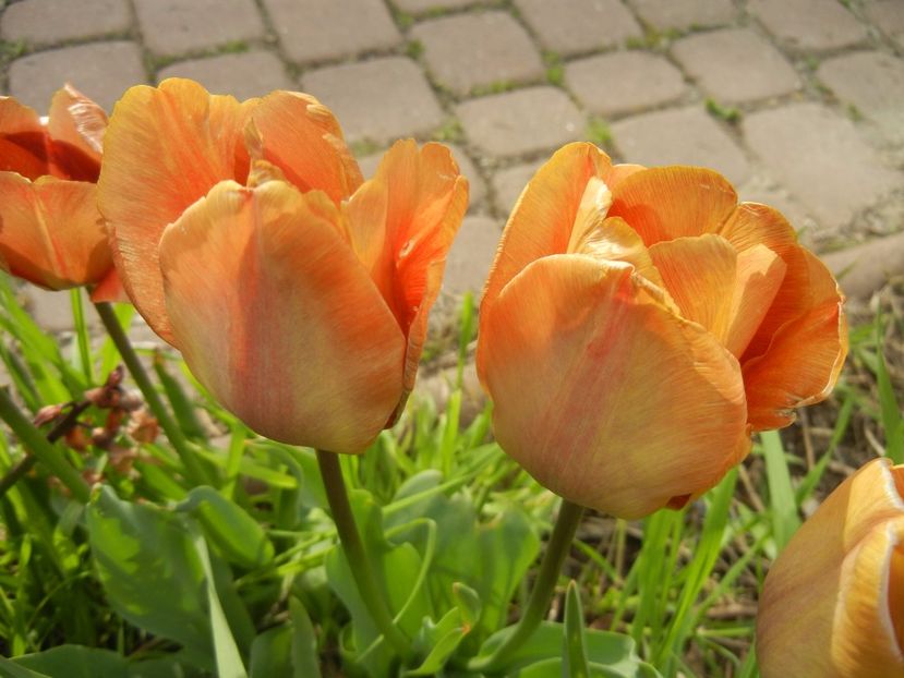 Tulipa Cairo (2017, April 21) - Tulipa Cairo