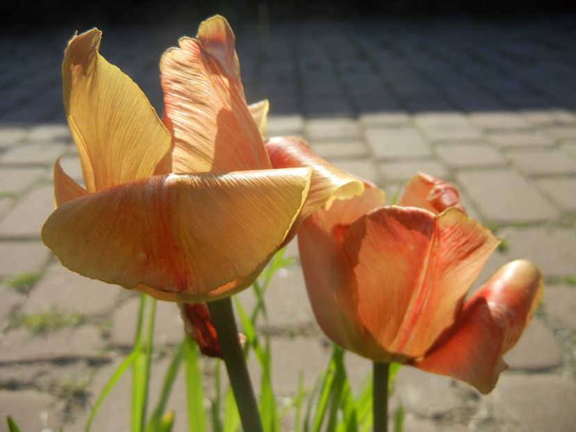Tulipa Cairo (2017, April 22) - Tulipa Cairo