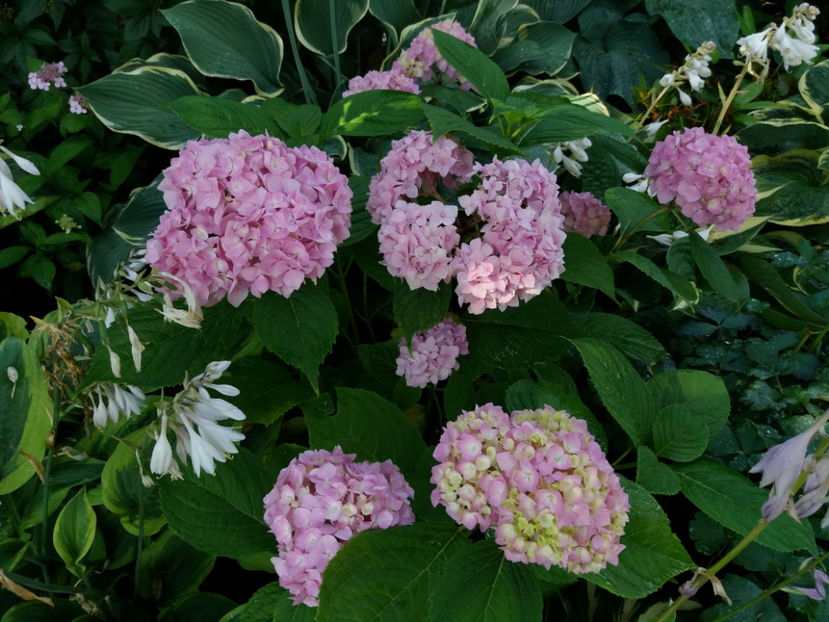 Picture 064 - Vara 2017