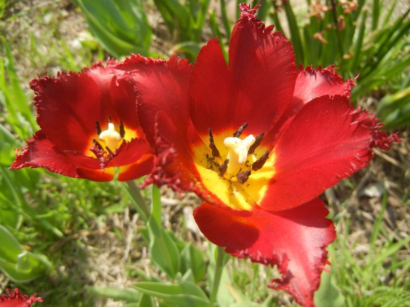 Tulipa Pacific Pearl (2017, April 16) - Tulipa Pacific Pearl