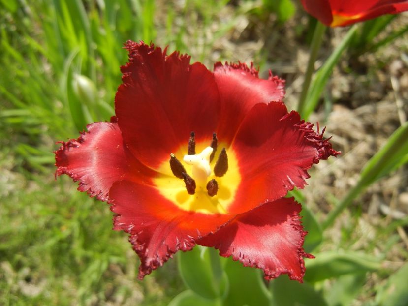 Tulipa Pacific Pearl (2017, April 16) - Tulipa Pacific Pearl