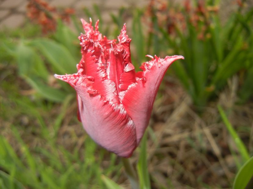 Tulipa Pacific Pearl (2017, April 17) - Tulipa Pacific Pearl