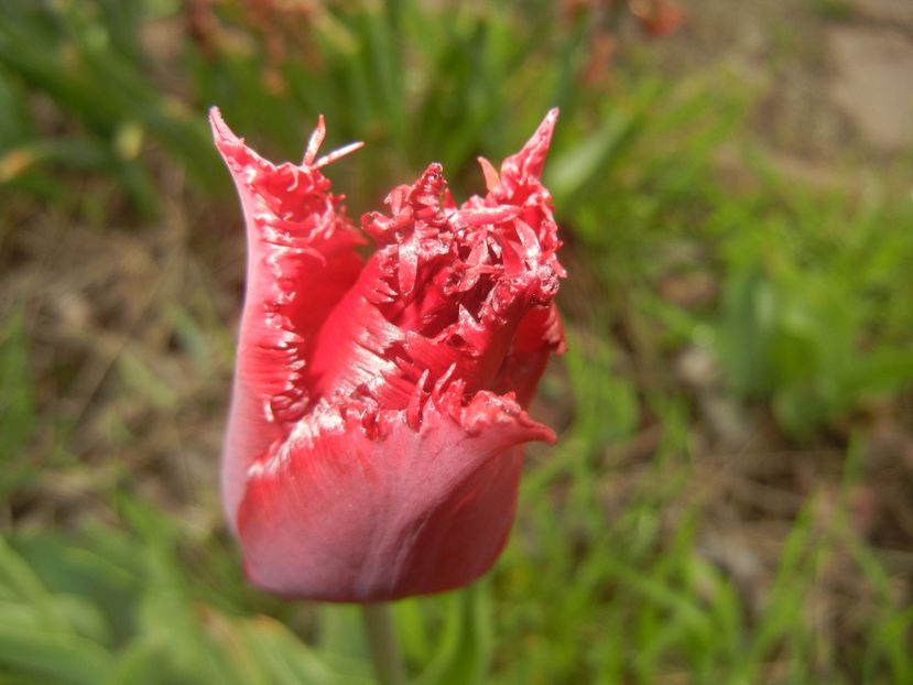 Tulipa Pacific Pearl (2017, April 17) - Tulipa Pacific Pearl