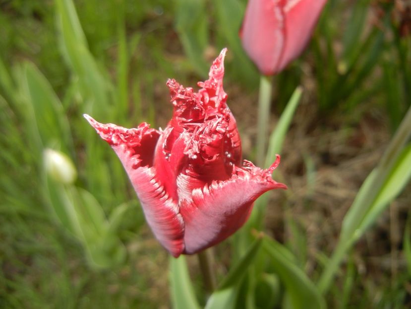 Tulipa Pacific Pearl (2017, April 17) - Tulipa Pacific Pearl