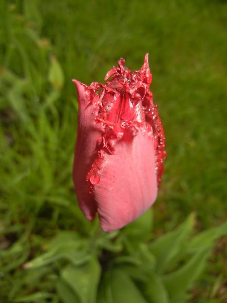 Tulipa Pacific Pearl (2017, April 20) - Tulipa Pacific Pearl