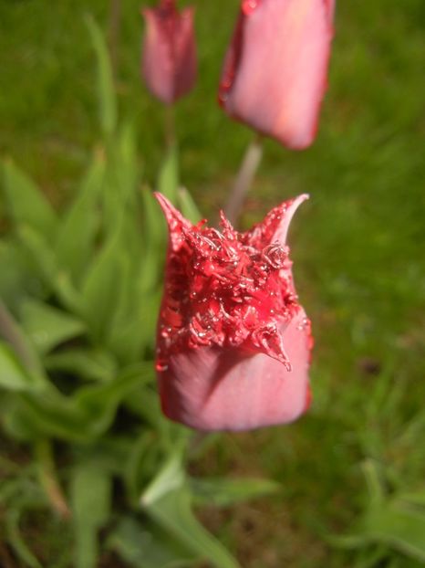 Tulipa Pacific Pearl (2017, April 20) - Tulipa Pacific Pearl