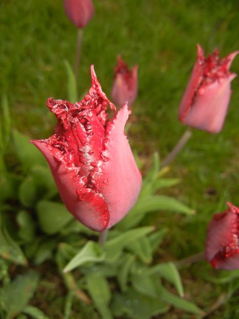 Tulipa Pacific Pearl (2017, April 20) - Tulipa Pacific Pearl