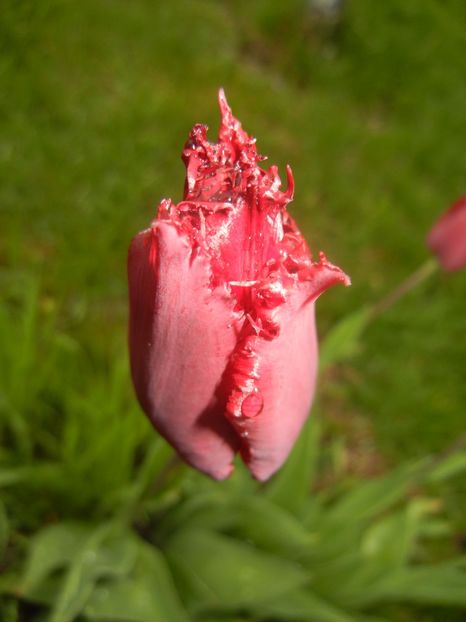 Tulipa Pacific Pearl (2017, April 20) - Tulipa Pacific Pearl