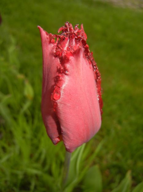 Tulipa Pacific Pearl (2017, April 20) - Tulipa Pacific Pearl