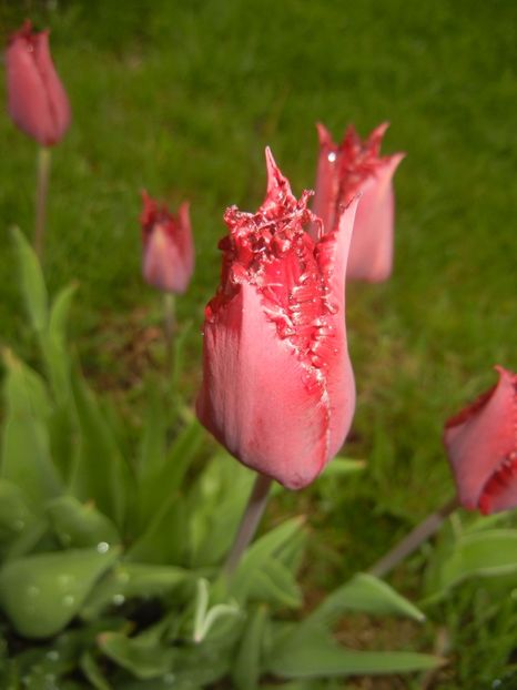 Tulipa Pacific Pearl (2017, April 20) - Tulipa Pacific Pearl