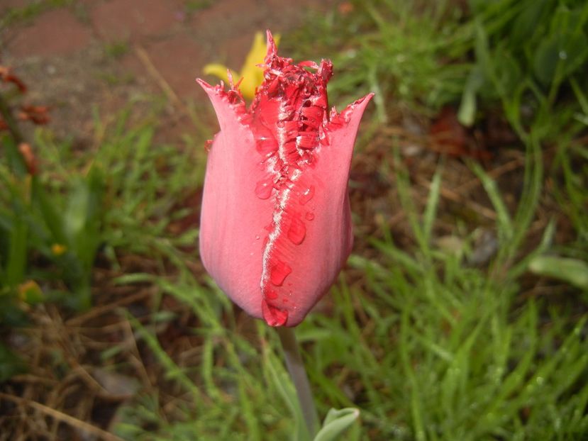 Tulipa Pacific Pearl (2017, April 20) - Tulipa Pacific Pearl