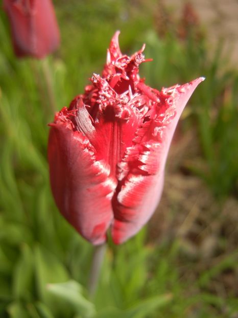 Tulipa Pacific Pearl (2017, April 21) - Tulipa Pacific Pearl