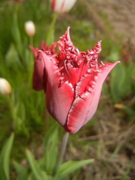 Tulipa Pacific Pearl (2017, April 21) - Tulipa Pacific Pearl