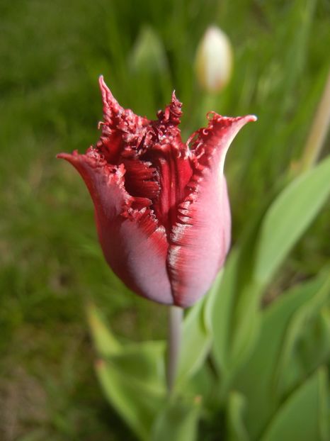 Tulipa Pacific Pearl (2017, April 21) - Tulipa Pacific Pearl