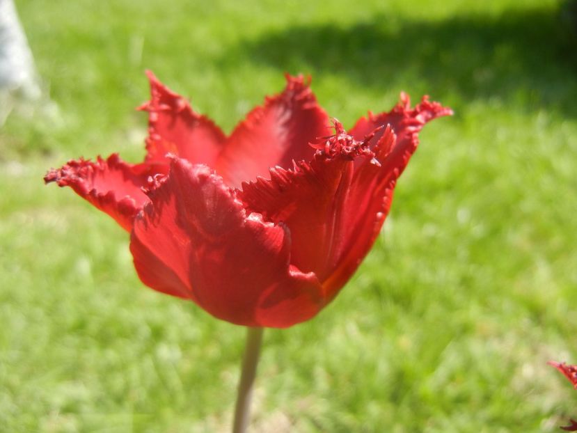 Tulipa Pacific Pearl (2017, April 22) - Tulipa Pacific Pearl