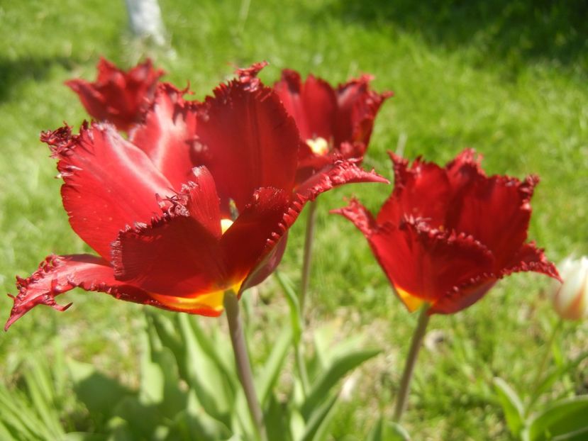 Tulipa Pacific Pearl (2017, April 22) - Tulipa Pacific Pearl