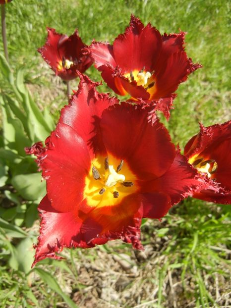 Tulipa Pacific Pearl (2017, April 22) - Tulipa Pacific Pearl