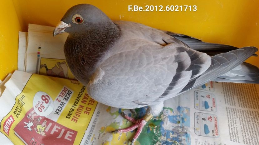 2017-10-07 14.38.01 - 1 voiajorii cu pedigree