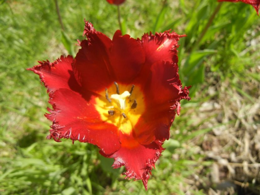 Tulipa Pacific Pearl (2017, April 22) - Tulipa Pacific Pearl