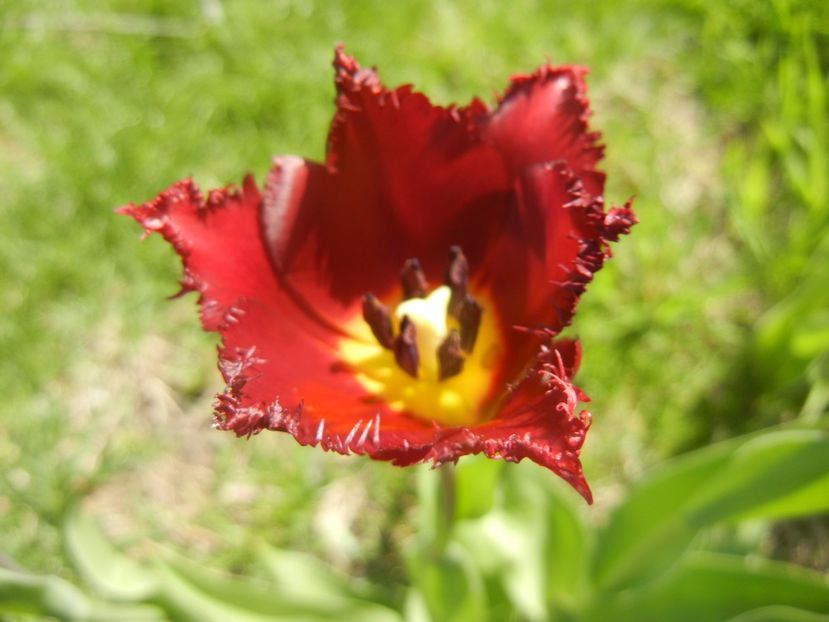 Tulipa Pacific Pearl (2017, April 22) - Tulipa Pacific Pearl