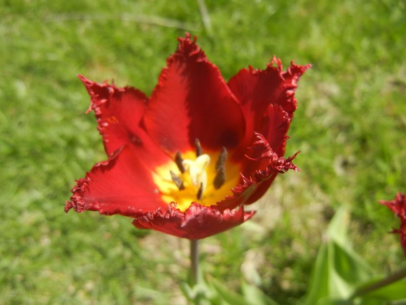 Tulipa Pacific Pearl (2017, April 22) - Tulipa Pacific Pearl