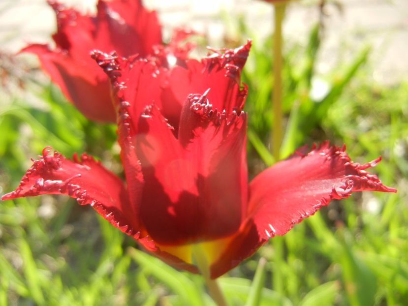 Tulipa Pacific Pearl (2017, April 22) - Tulipa Pacific Pearl