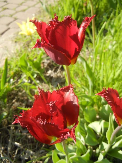 Tulipa Pacific Pearl (2017, April 22) - Tulipa Pacific Pearl