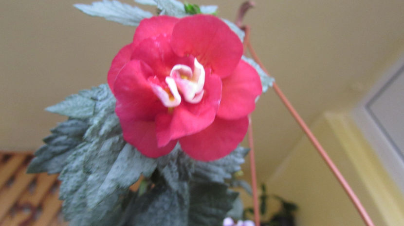  - Achimenes