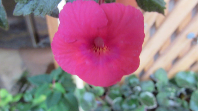  - Achimenes