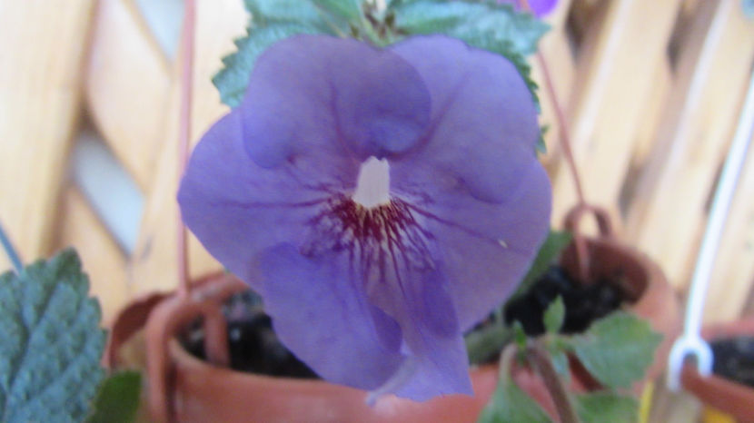  - Achimenes