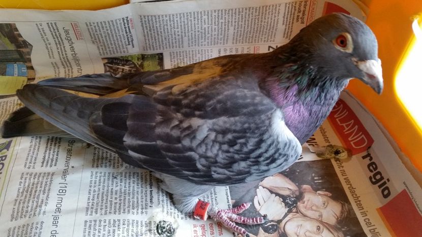  - 1 voiajorii cu pedigree