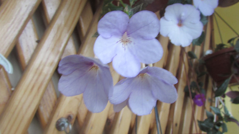  - Achimenes