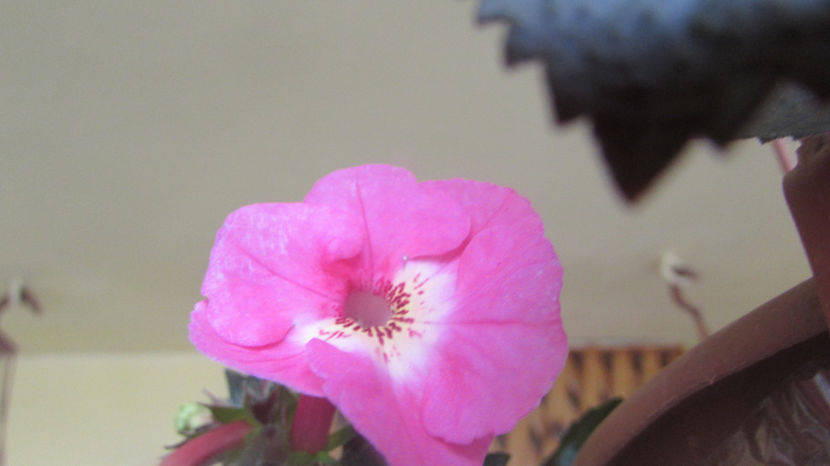  - Achimenes
