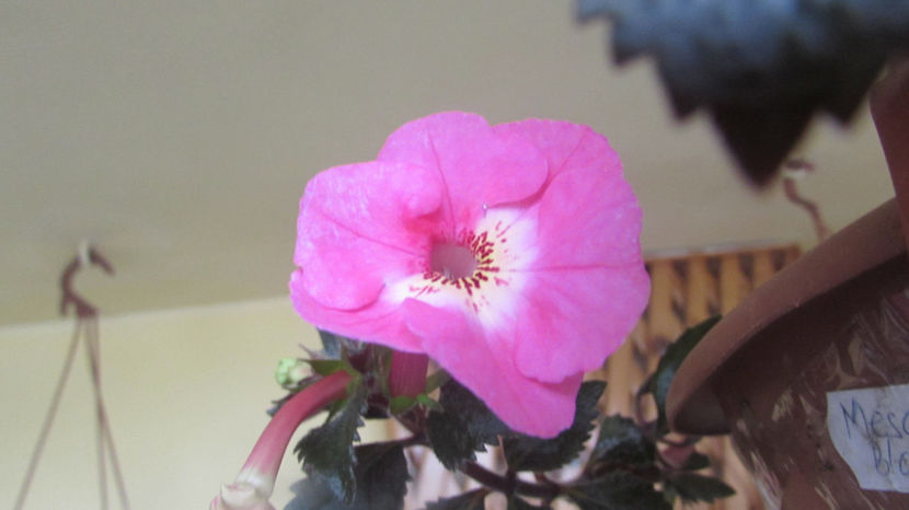  - Achimenes