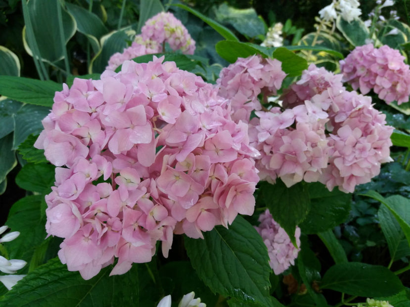 Picture 080 - Vara 2017